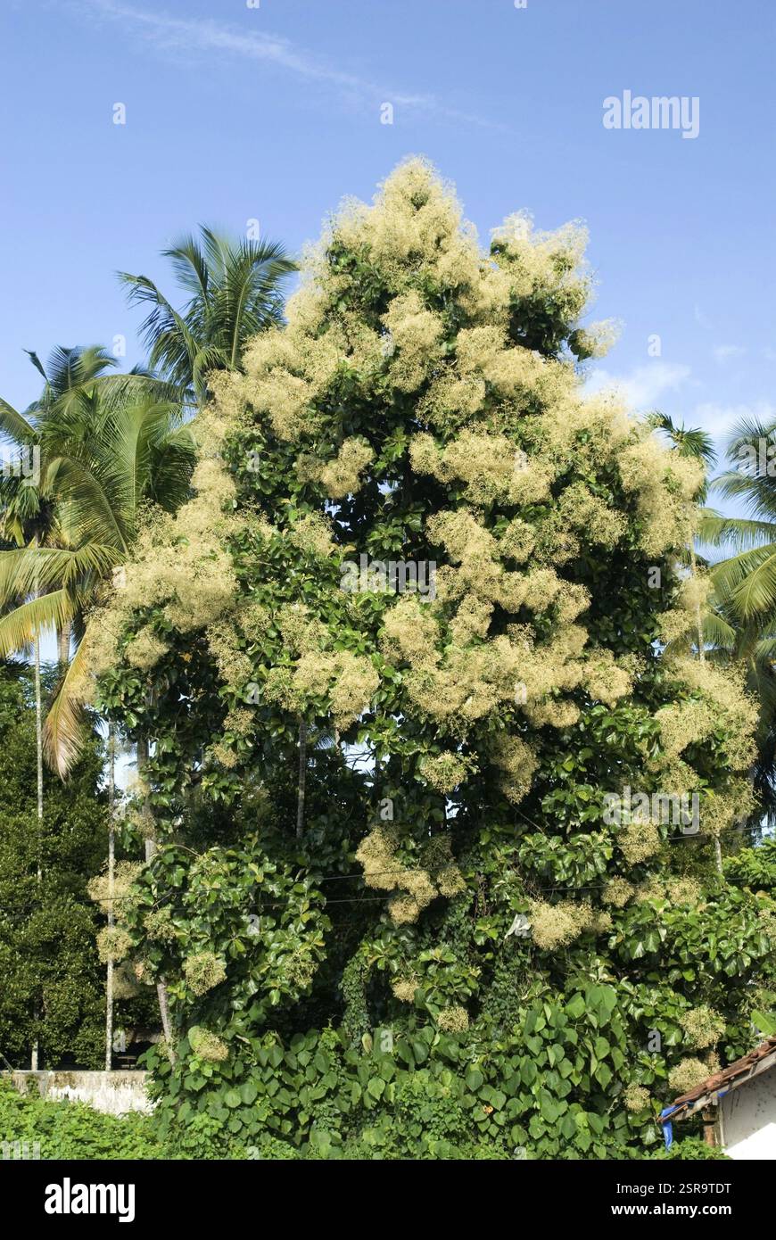 Flowering Teak Tree Tectona Hi res Stock Photography And Images Alamy Flowering Teak Tree Tectona Hi res Stock Photography And Images Alamy