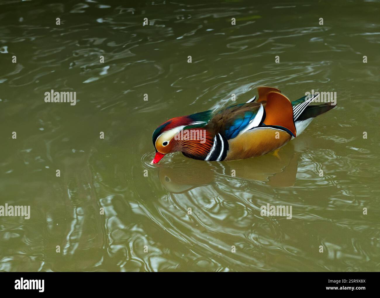 Mandarin Duck (Aix galericulata). Male swimming in the pond Stock Photo ...