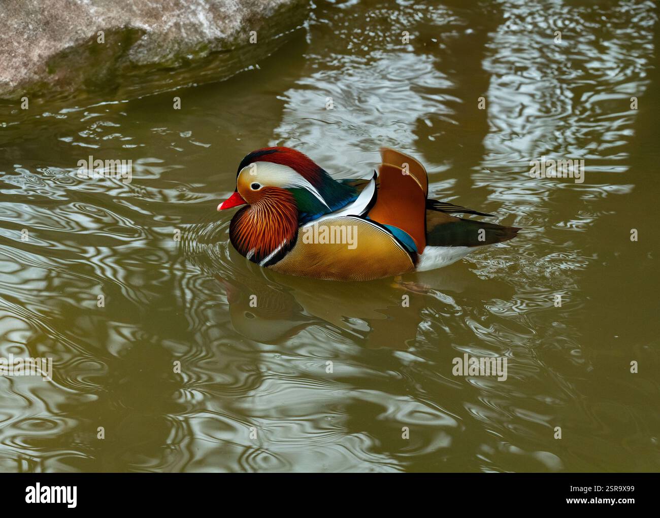 Mandarin Duck (Aix galericulata). Male swimming in the pond Stock Photo ...