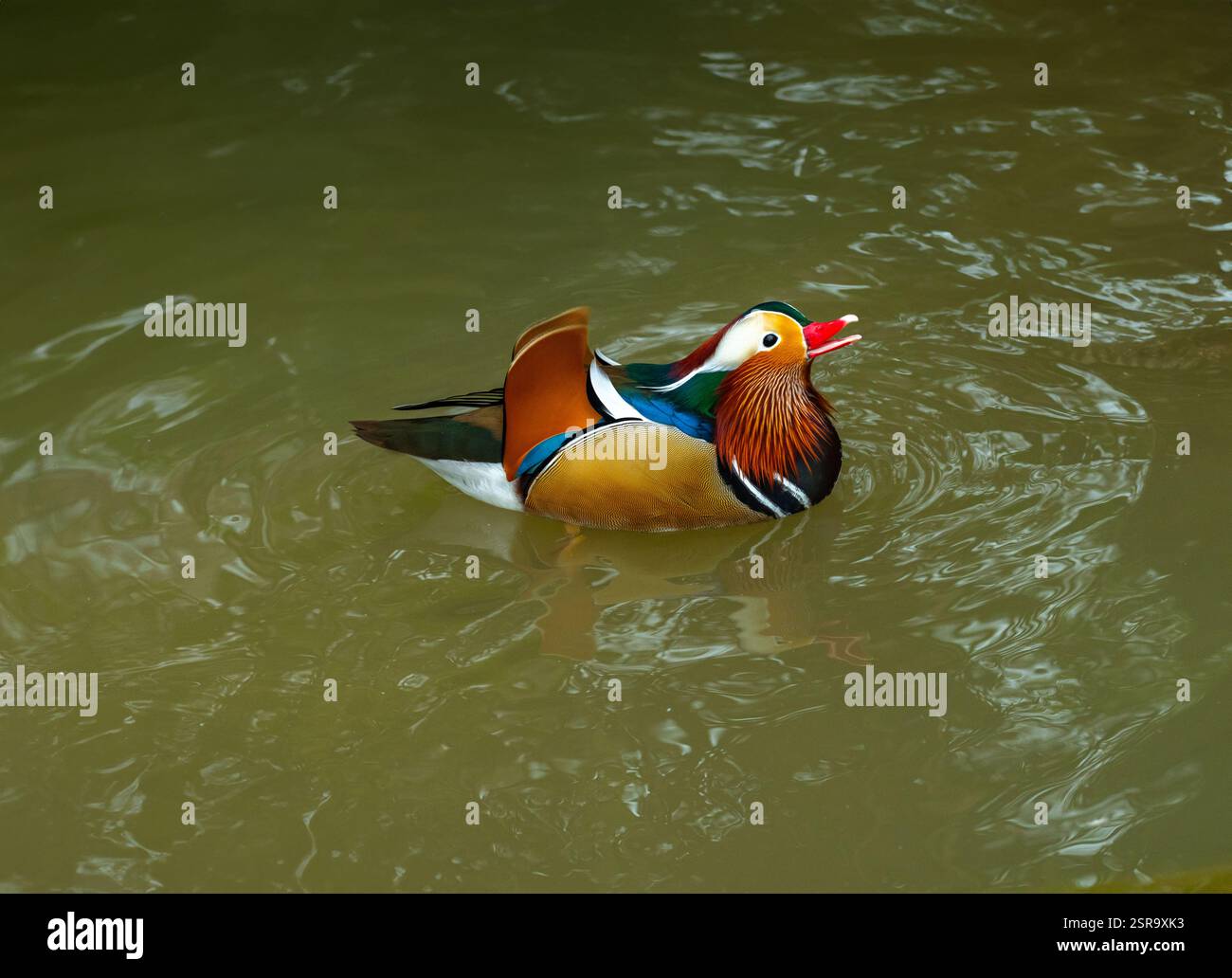 Mandarin Duck (Aix galericulata). Male swimming in the pond Stock Photo ...