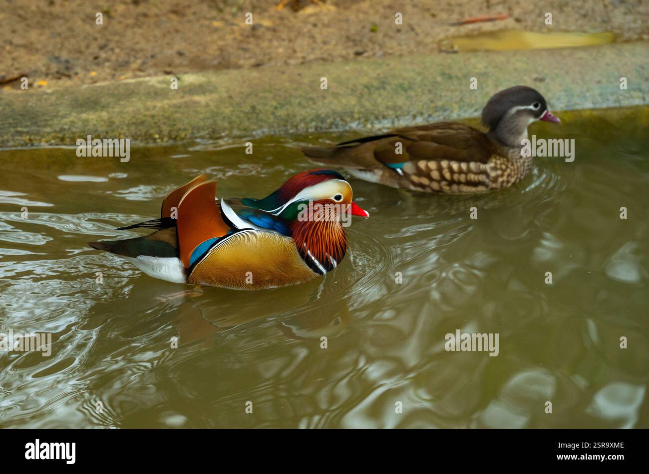 Pair of Mandarin Duck (Aix galericulata) swimming in the pond Stock ...