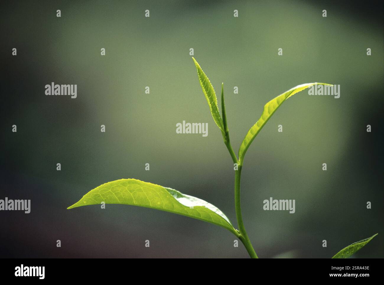 Tea Leaves Munnar Kerala India Asia Stock Photo Alamy