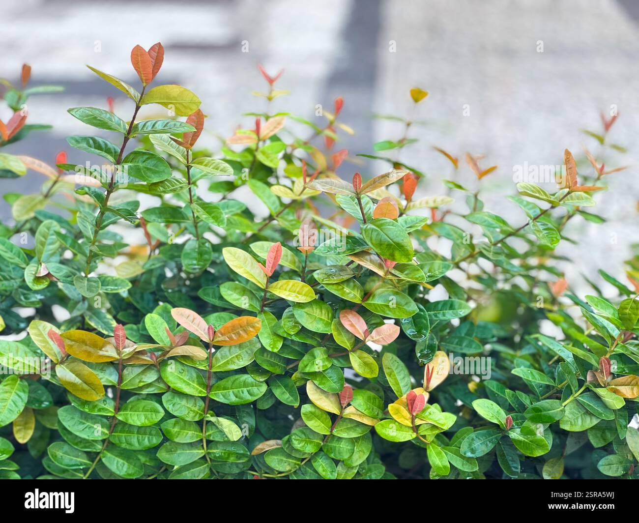 Lush green bush with fresh orange-tinted leaves, capturing seasonal growth and natural beauty, perfect for garden, nature, and urban greenery. - Smartphone Captured Stock Image