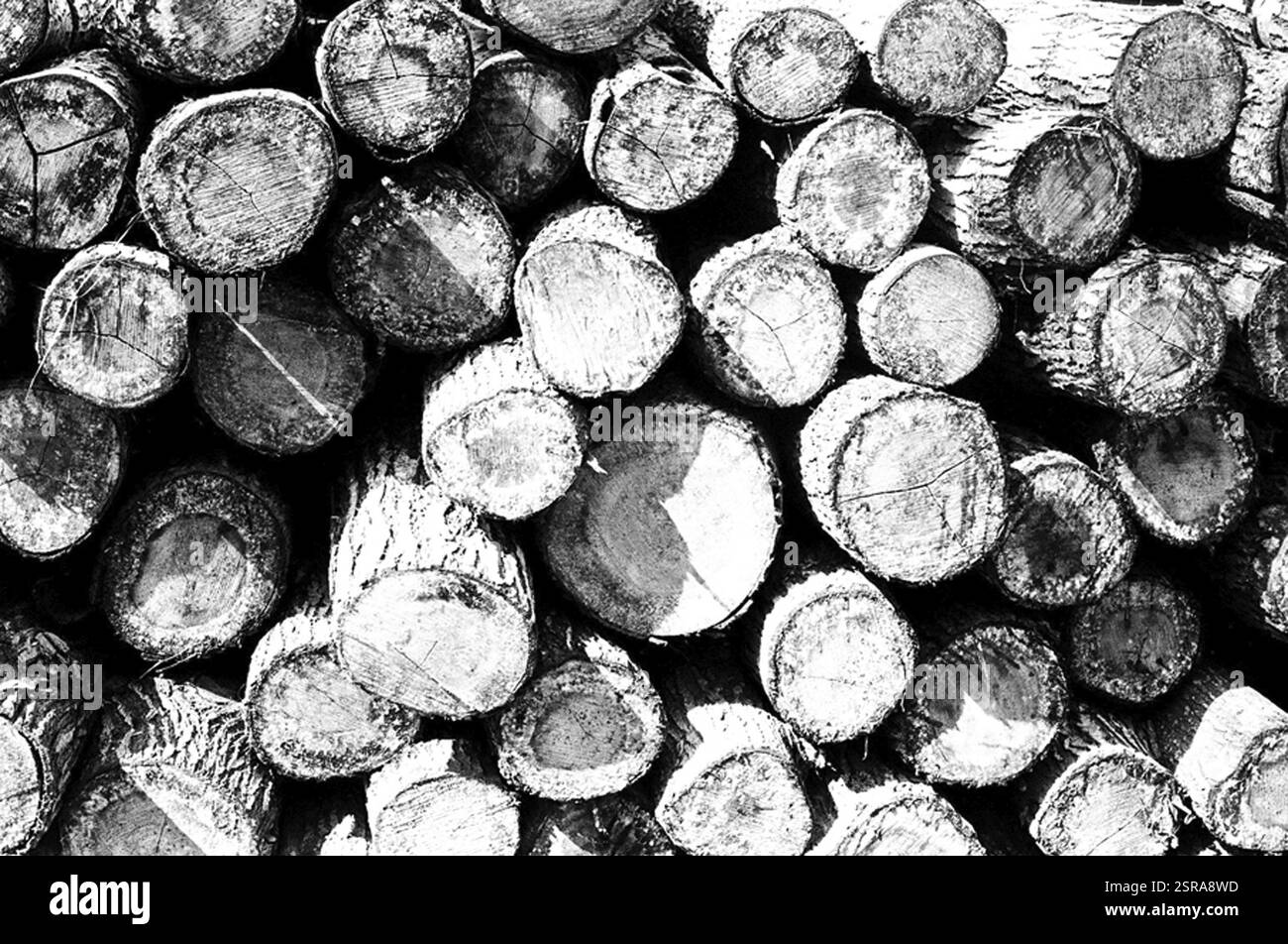 Indian grains Black and White Stock Photos & Images - Alamy