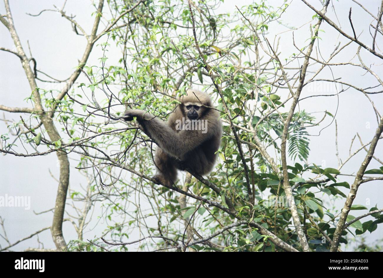 Endangered ape hoolock gibbon hylobates hoolock on tree Stock Photo - Alamy