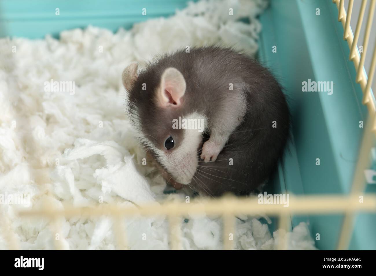 One adorable little rat in cage. Cute pet Stock Photo - Alamy