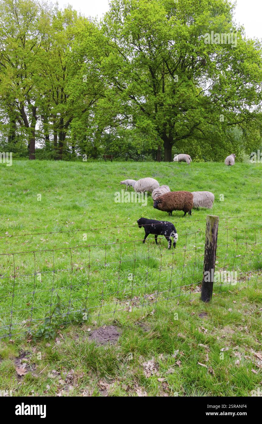 Sheep on the Levee Stock Photo - Alamy