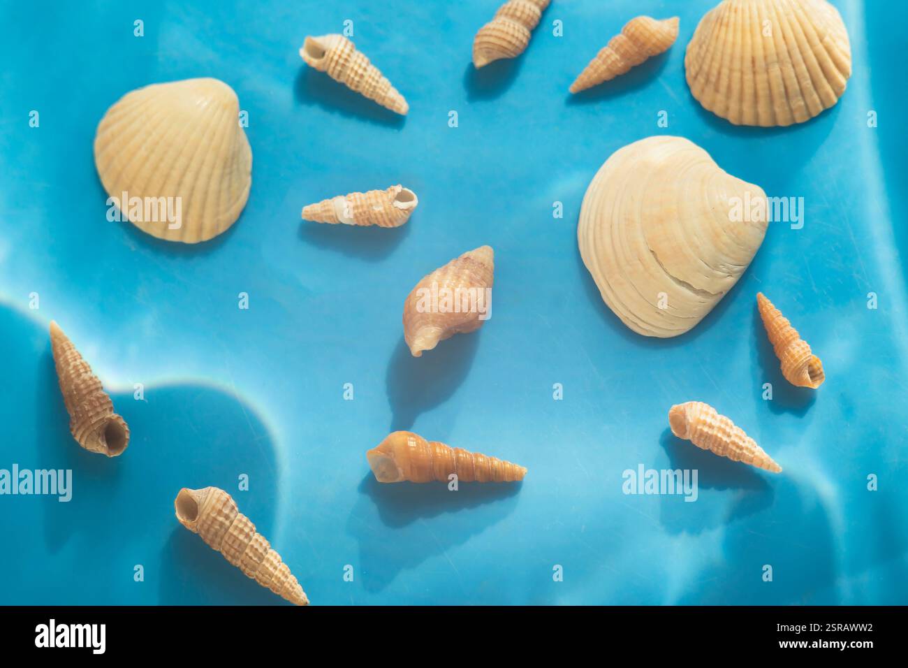 Seashells on Blue Background: Beach-Themed Flat Lay Stock Photo