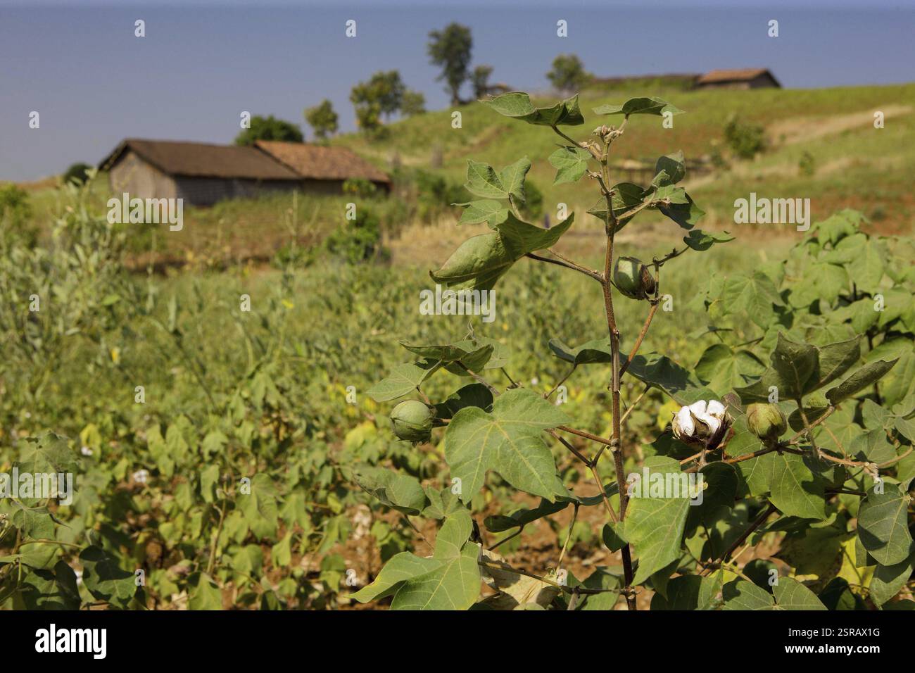 Cotton plant, Gujarat, India, Asia Stock Photo - Alamy