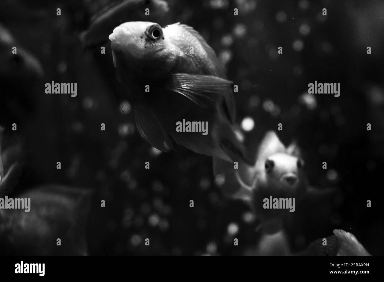 Pet fish at pet store, Kolkata, west Bengal, India, Asia Stock Photo