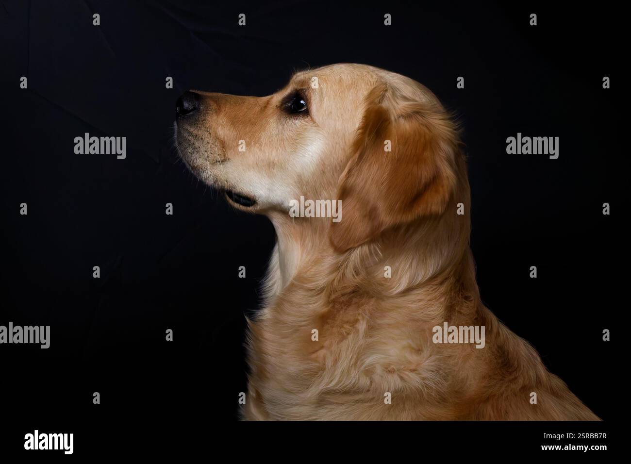 Golden Retriever Portrait Stock Photo - Alamy