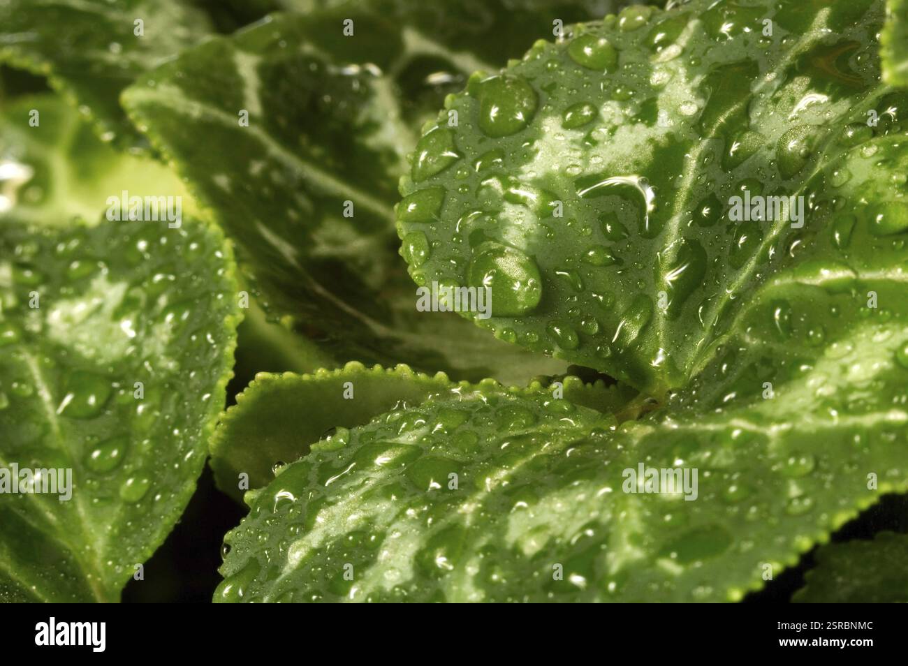 Leaves and water Stock Photo