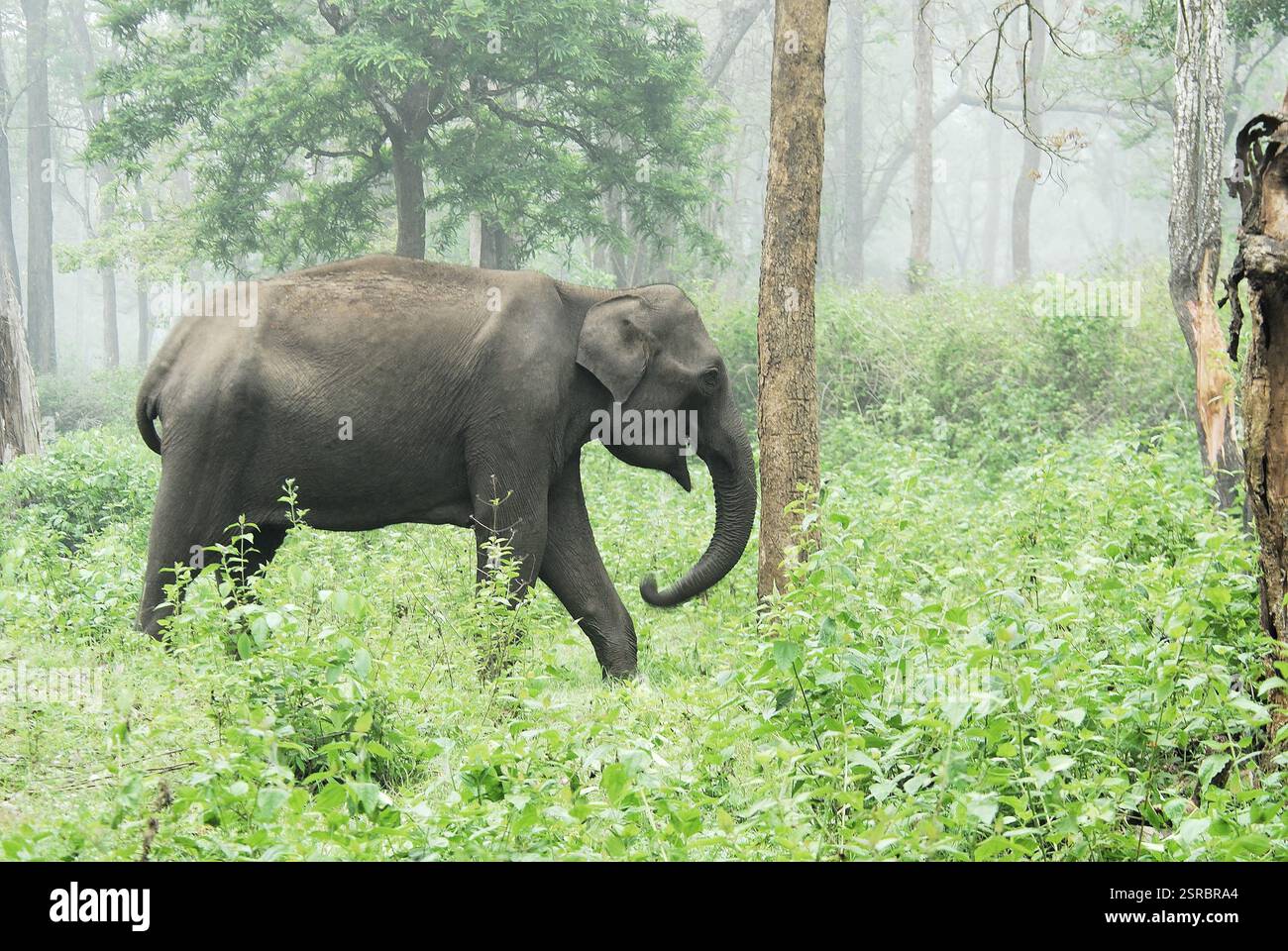 Asiatic elephant in the morning hi-res stock photography and images - Alamy