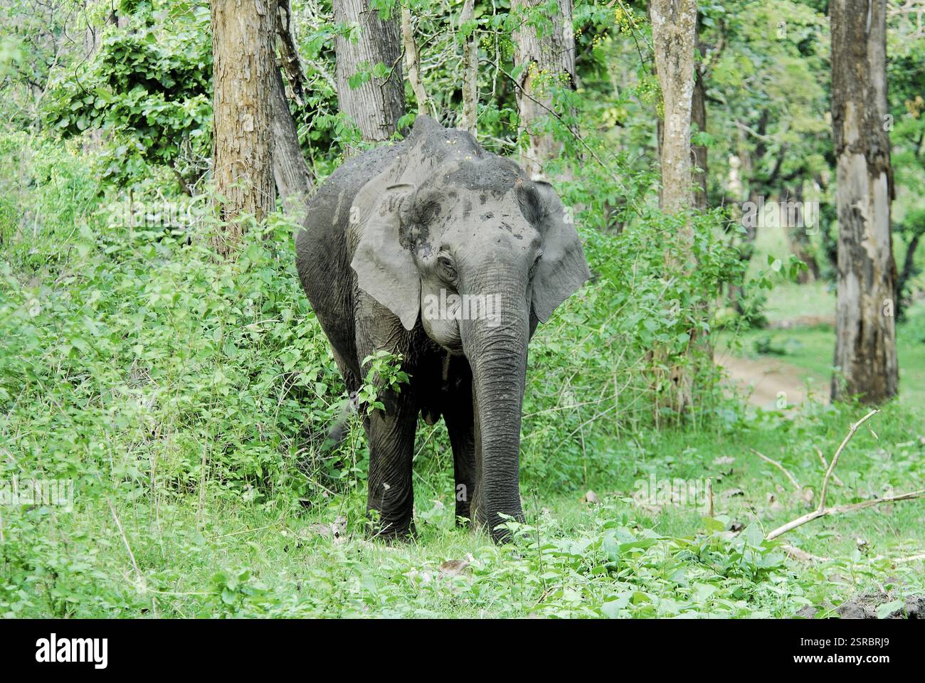 Cow elephant (elephas maximus), Kabini, Kharapur, Nagarahole range ...