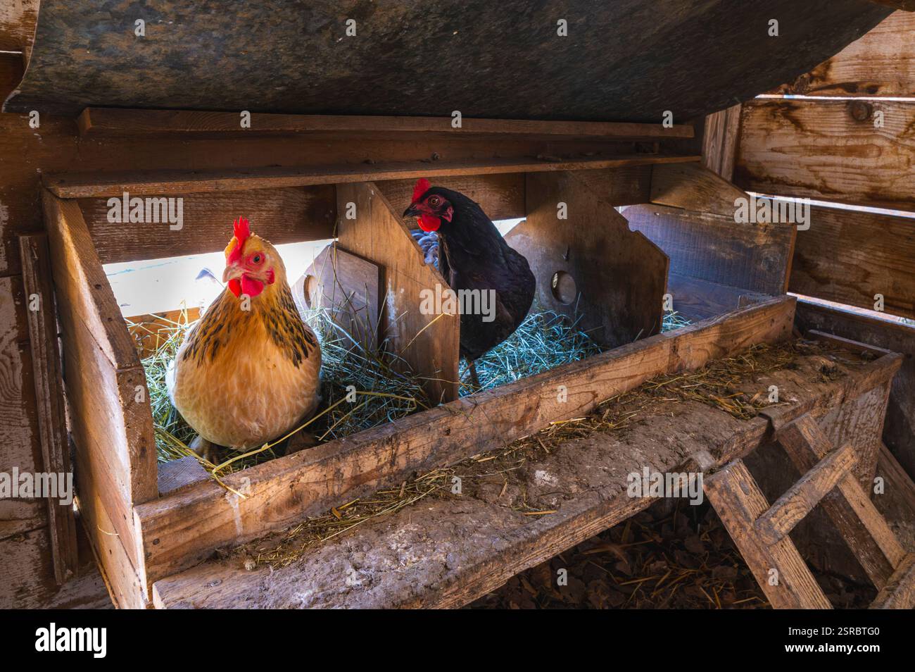 Chicken Hay Chickens sitting on a nest of fresh hay, in a rustic wooden coop Stock ...
