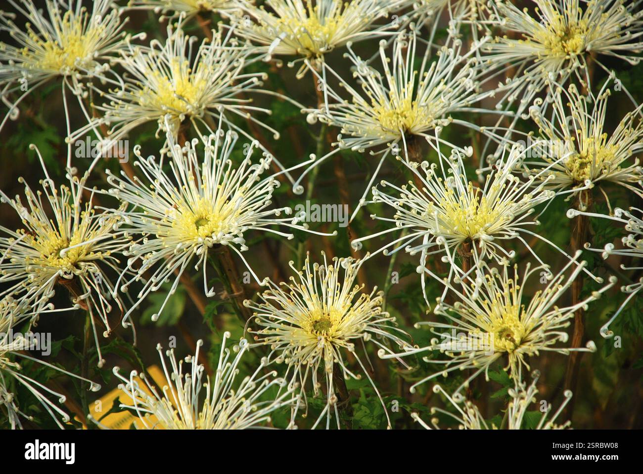 Chrysanthemum, Calcutta Kolkata, West Bengal, India, Asia Stock Photo