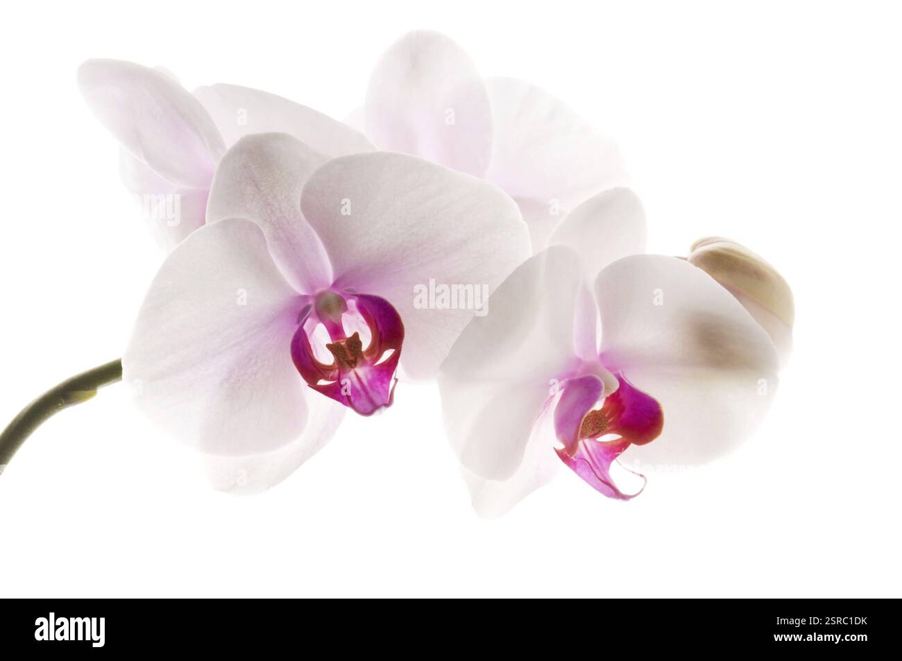 White orchid on white, poland Stock Photo