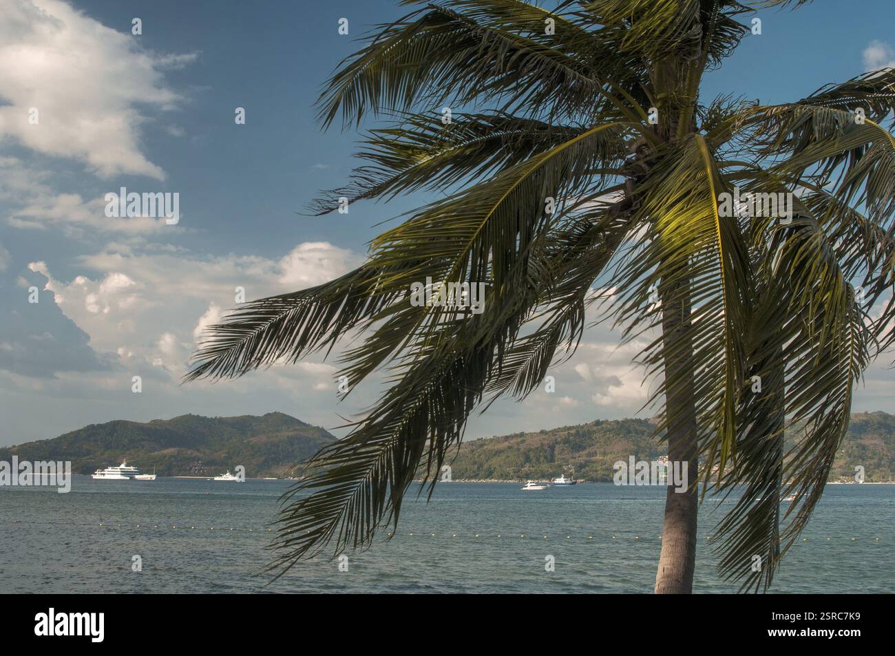 Coconut tree blown by wind with Sea, India, Asia Stock Photo - Alamy