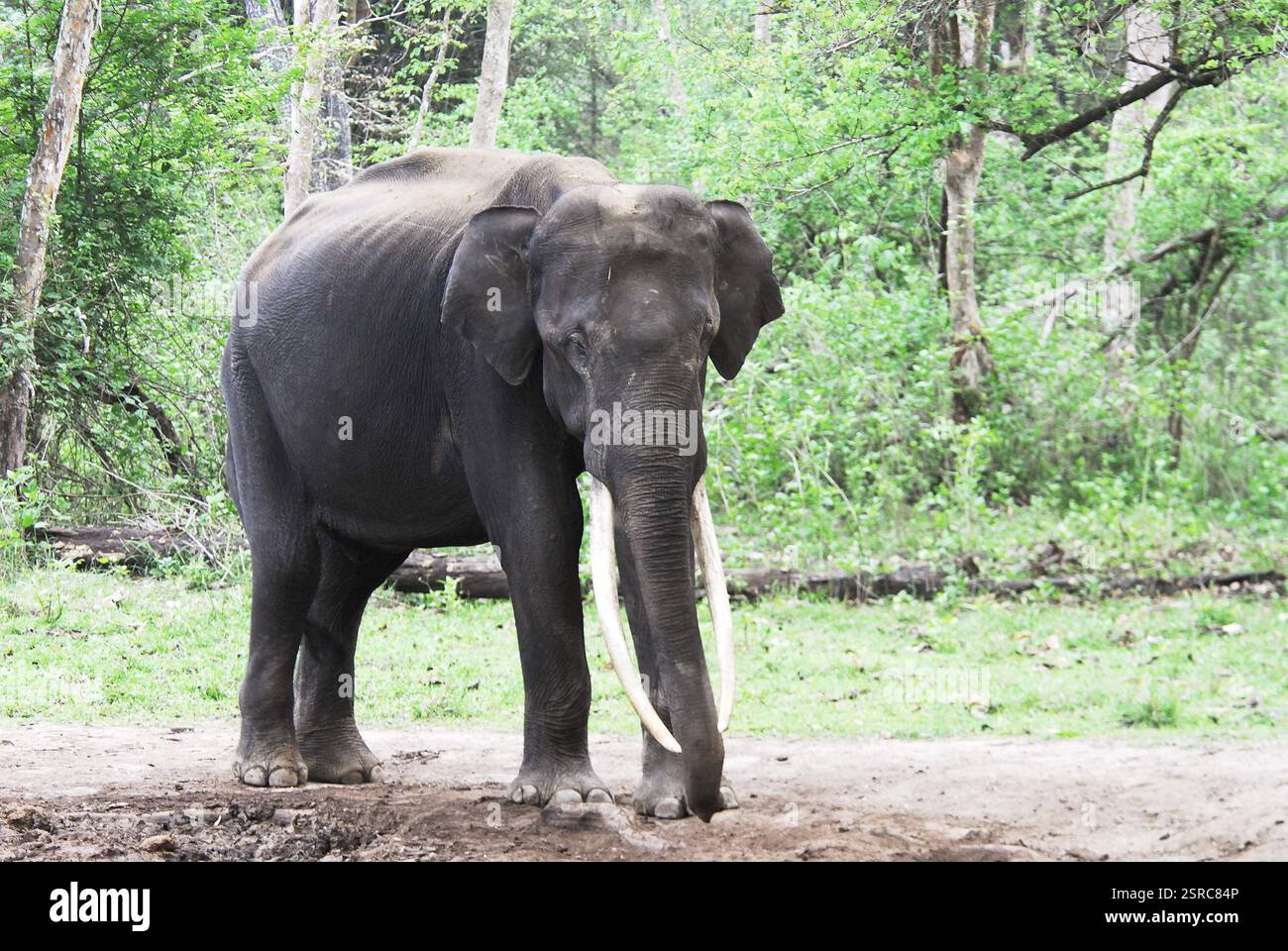 Cow elephant (elephas maximus), Kabini, Kharapur, Nagarahole range ...