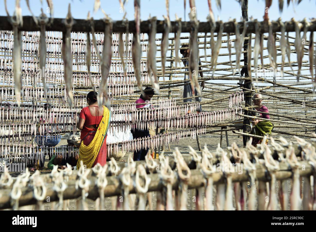 Woman drying fish on beach, Pardi, Valsad, Gujarat, India, Asia Stock ...