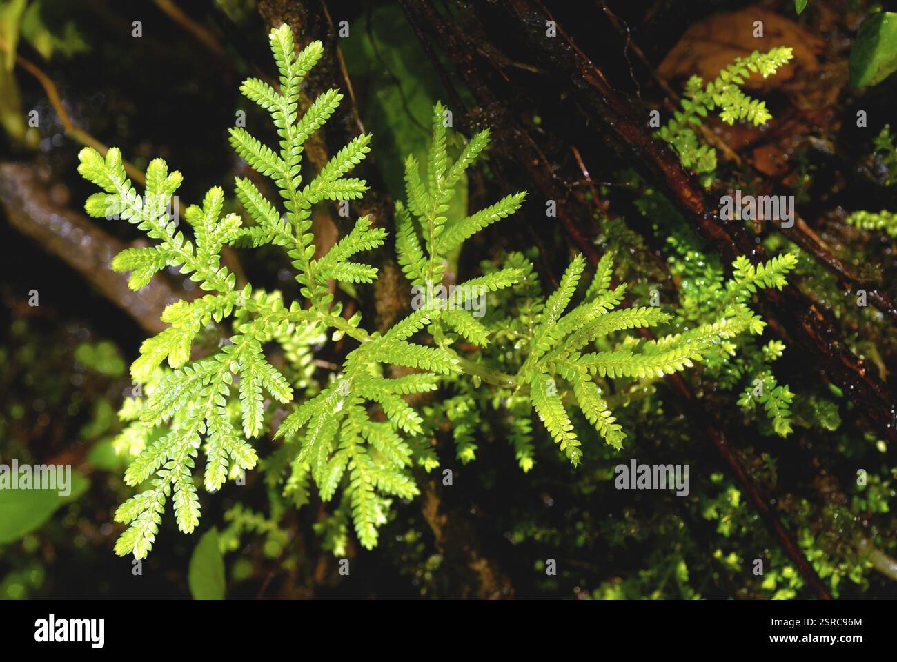 Fern plant non flowering embryophytes, Vagamon, Idukki, Kerala, India 5 ...