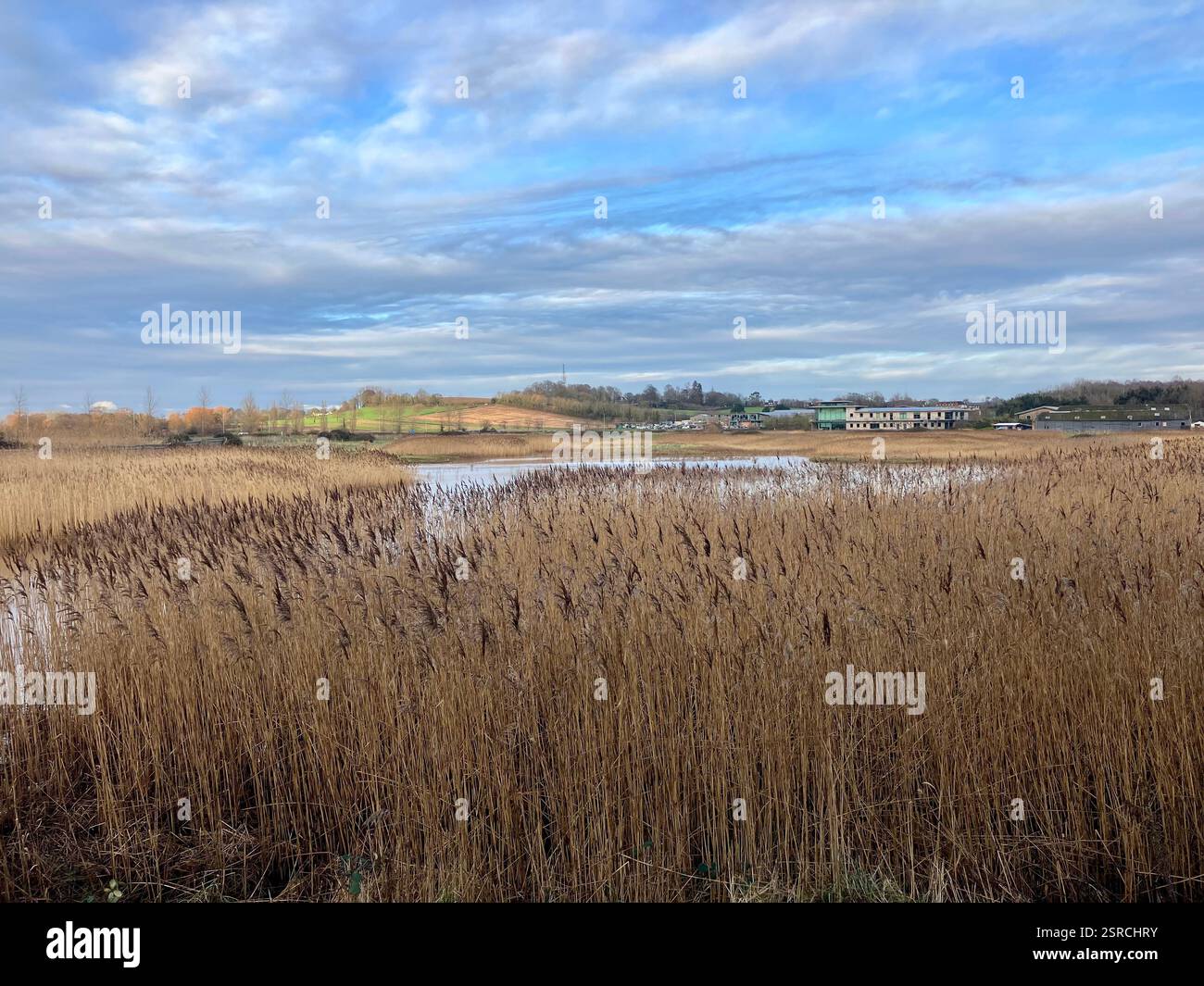 Reed Beds on the River Exe Near Topsham, Seen from the Exe Valley Way Bird Hide - Smartphone Captured Stock Image