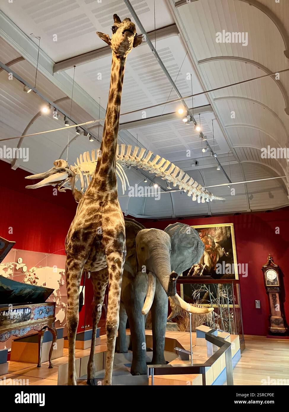 Natural History Exhibition at the Royal Albert Museum, Exeter; Elephant and Giraffe - Smartphone Captured Stock Image