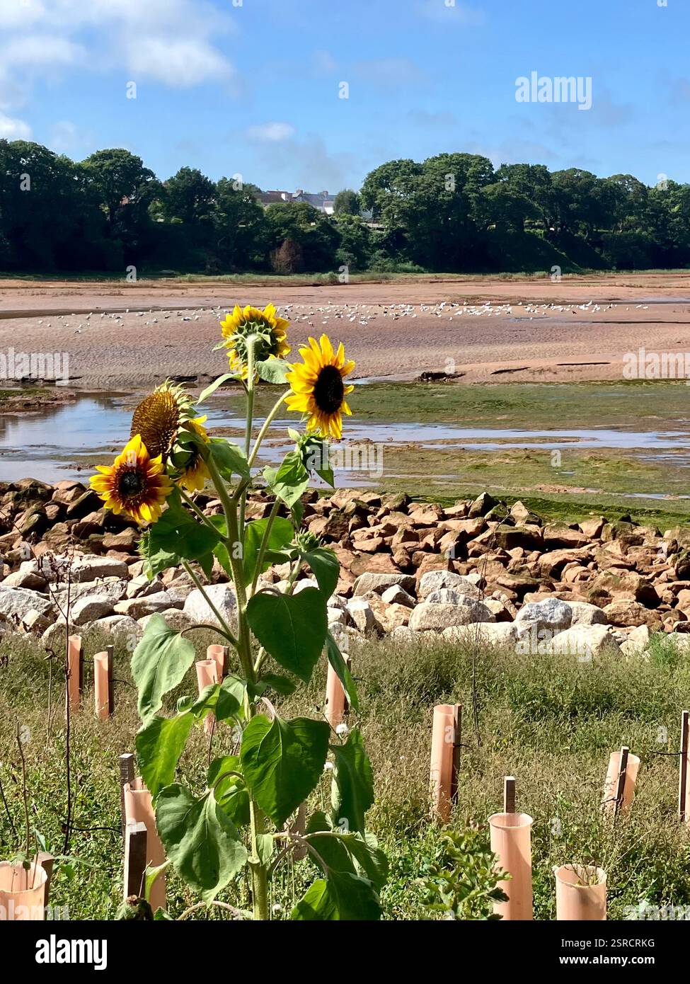 Sunflower by the River Otter, Wetlands, Budleigh Salterton, Devon - Smartphone Captured Stock Image