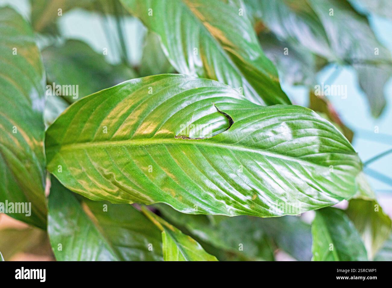 Peace lily with brown spots hi-res stock photography and images - Alamy