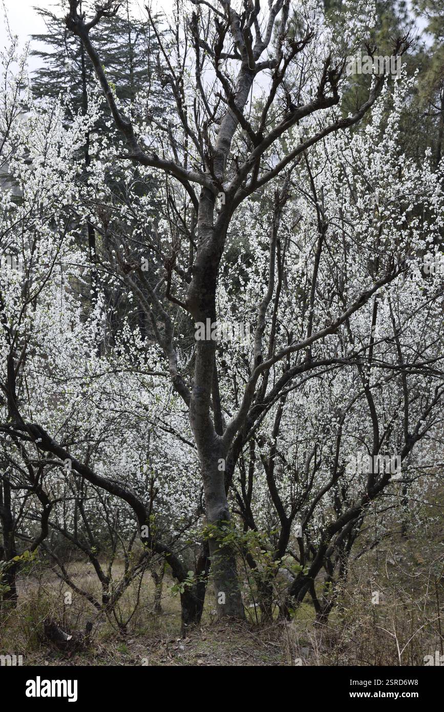Plum trees Kasauli, Himachal Pradesh, India, Asia Stock Photo