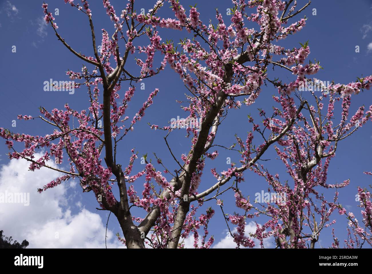 Peach tree, kasauli, himachal pradesh, India, Asia Stock Photo