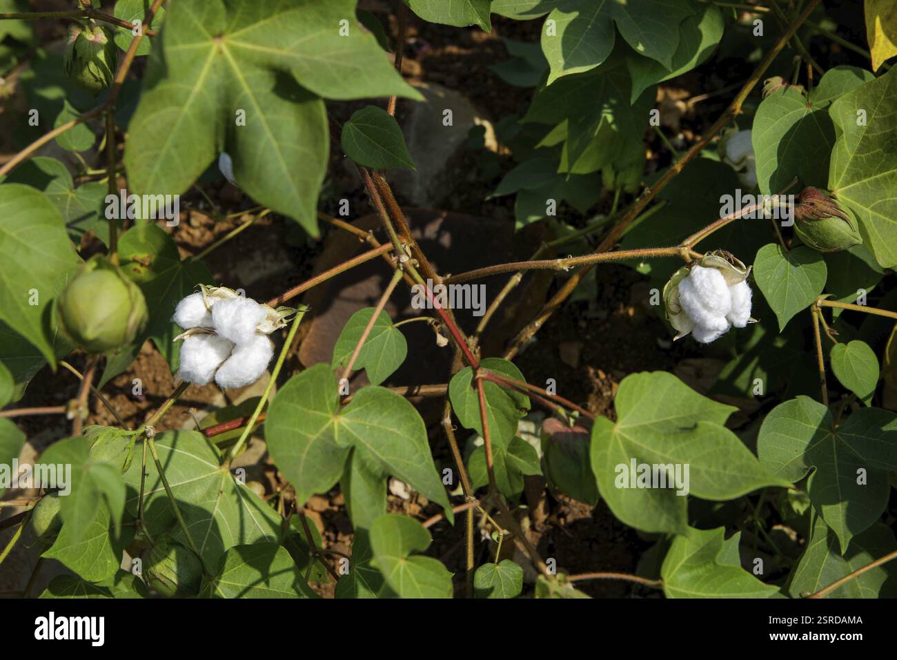 Cotton plant, Gujarat, India, Asia Stock Photo - Alamy