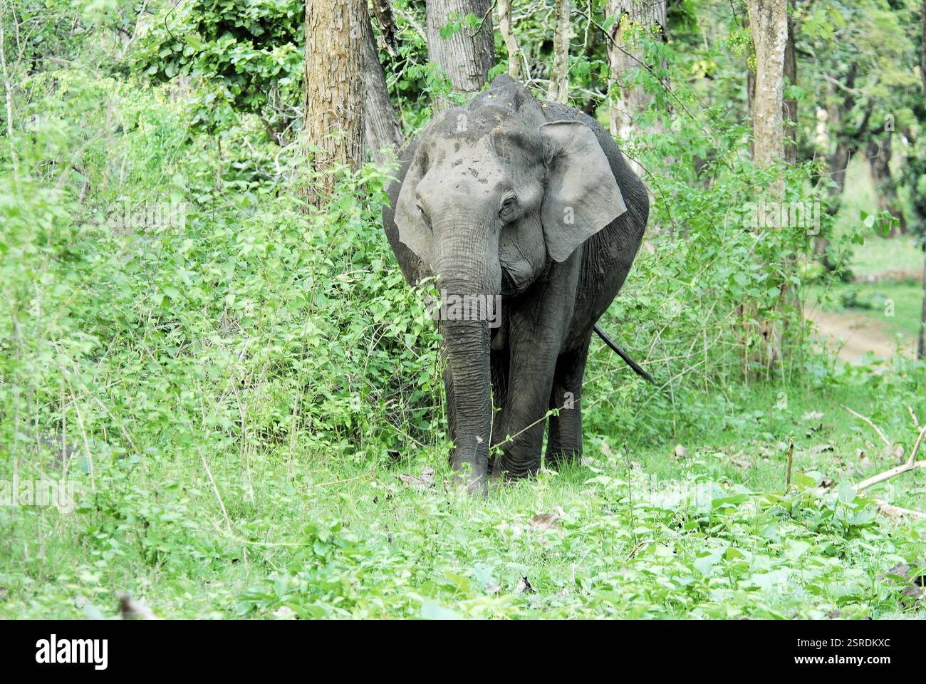 Cow elephant (elephas maximus), Kabini, Kharapur, Nagarahole range ...