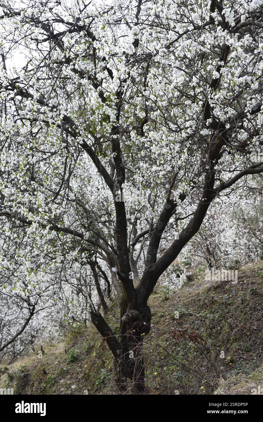 Plum trees Kasauli, Himachal Pradesh, India, Asia Stock Photo