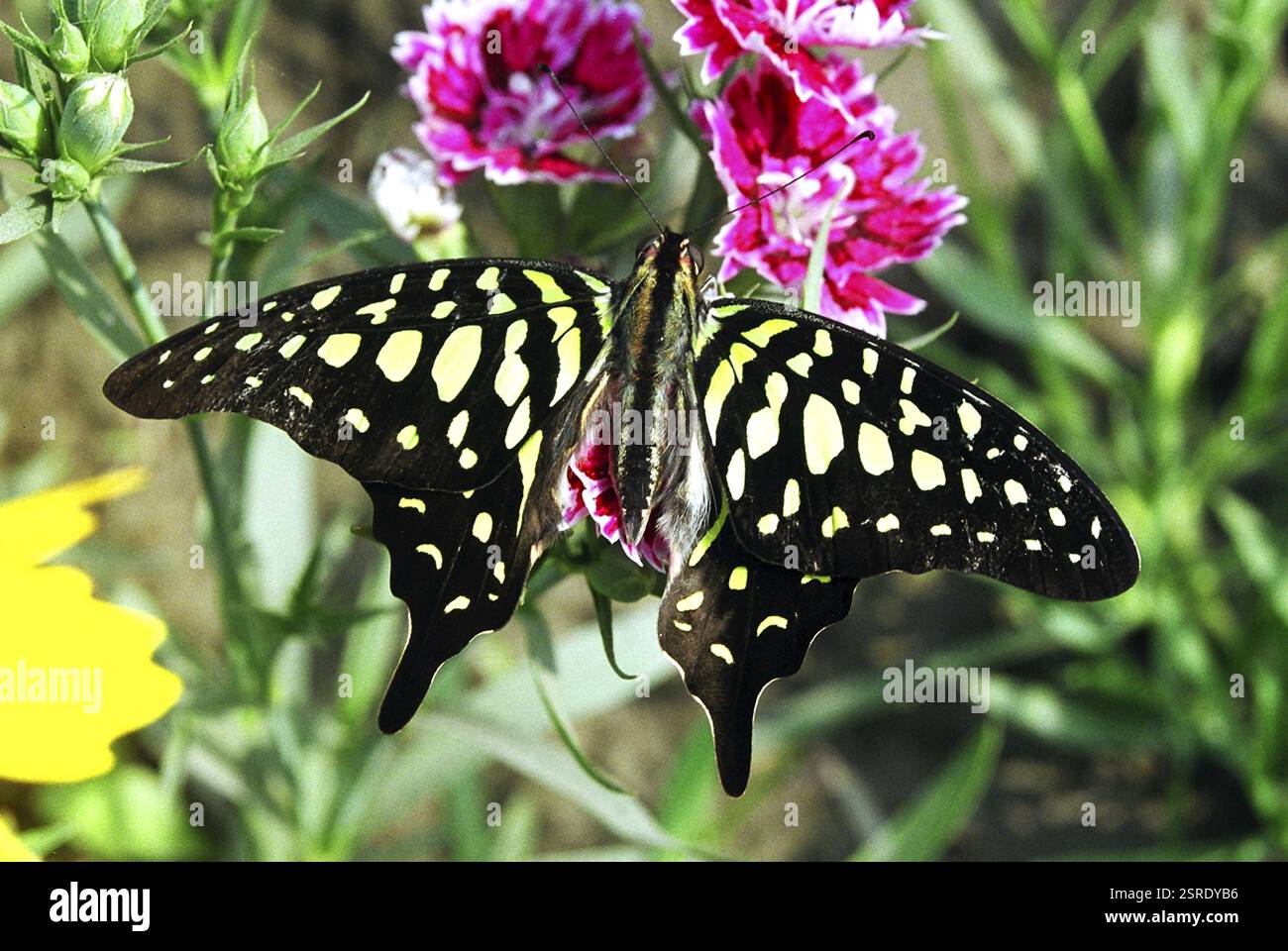 Graphium agamemnon papilionidae butterfly hi-res stock photography and ...