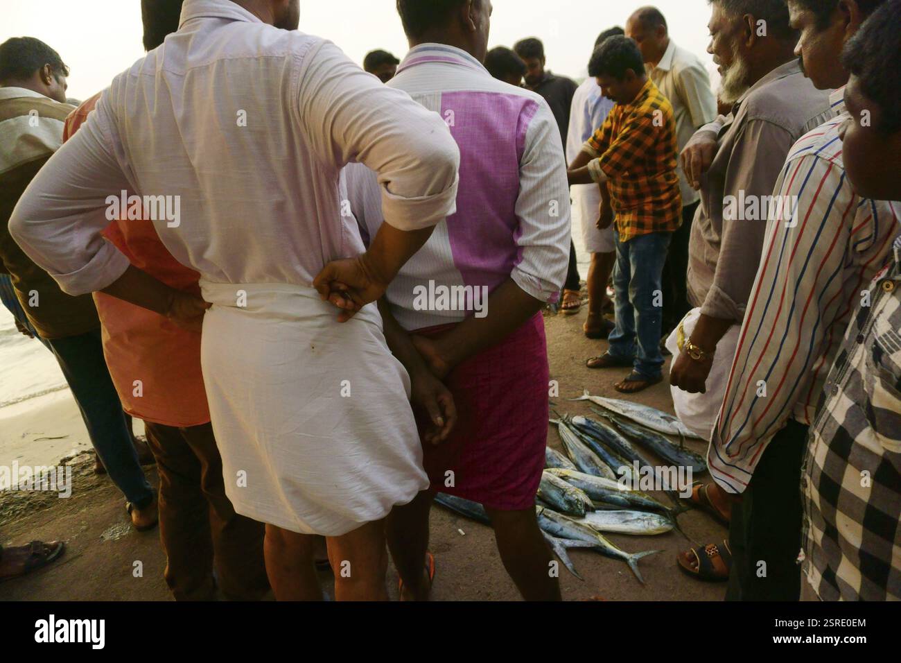 Fishermen with fresh fish, Fort Kochi, Kochi, Cochin, Kerala, India ...