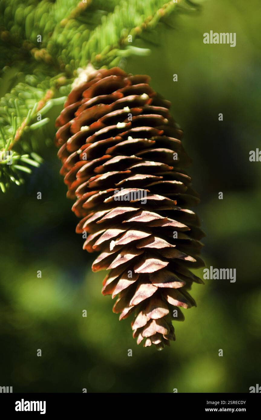 Details branches pine tree hi-res stock photography and images - Alamy