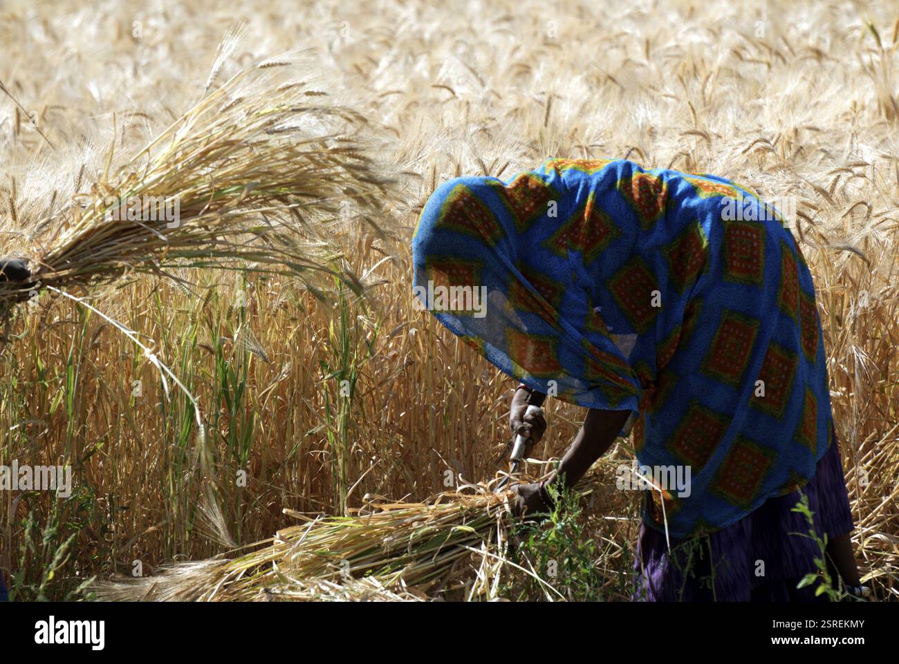 Rajasthani woman harvesting wheat crop in field, Rajasthan, India, Asia ...