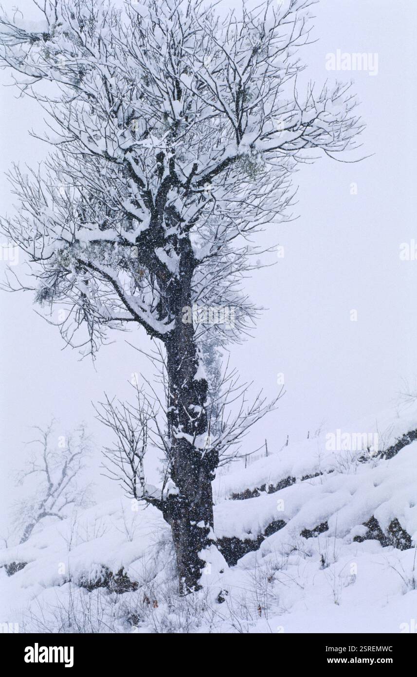 Tree with snow at Solang, Manali, Himachal Pradesh, India, Asia Stock Photo