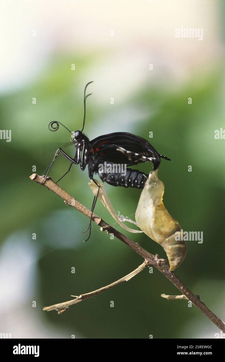Butterfly with cocoon Papilio Polymnester Stock Photo