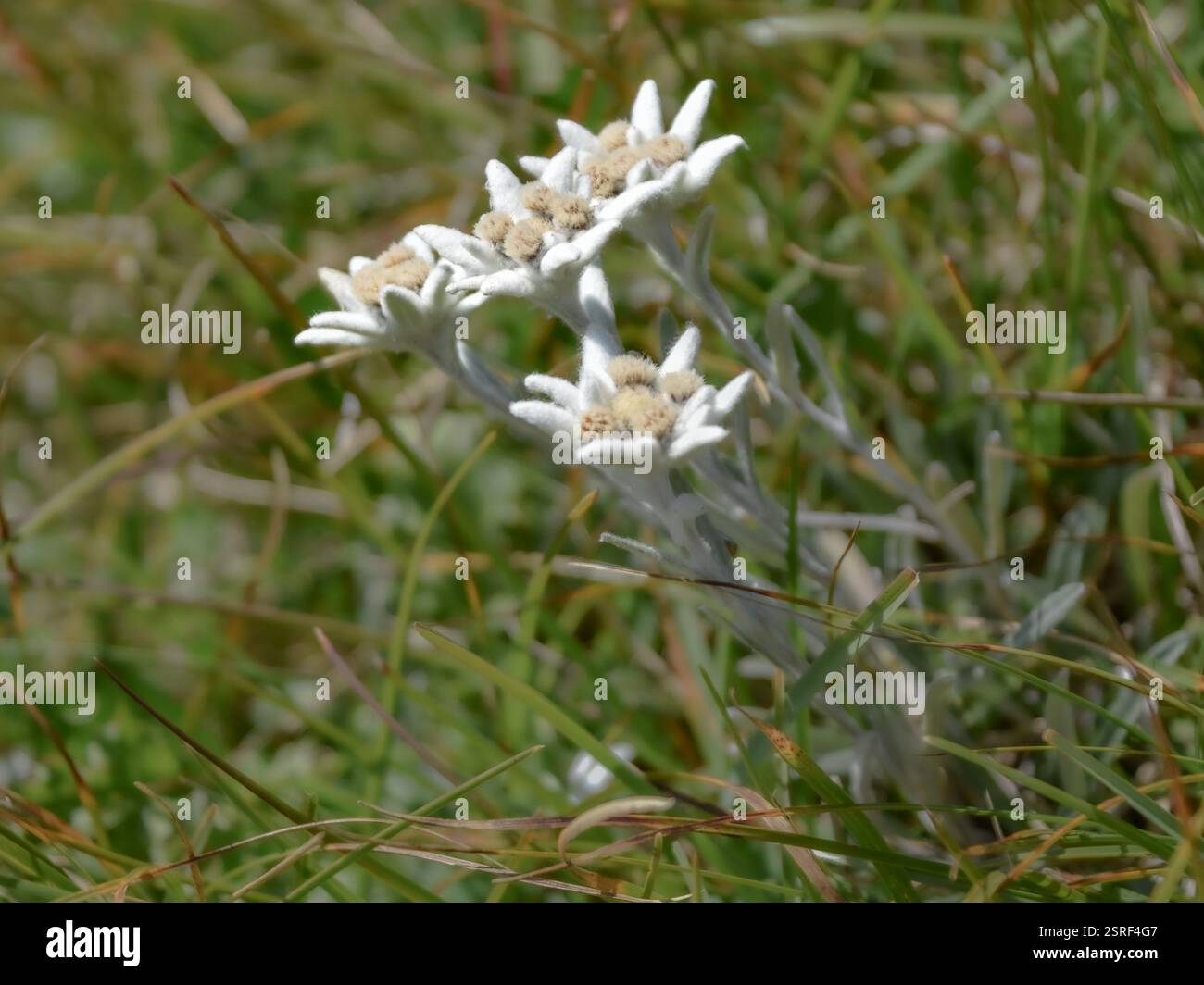 Germany national flower hi-res stock photography and images - Alamy