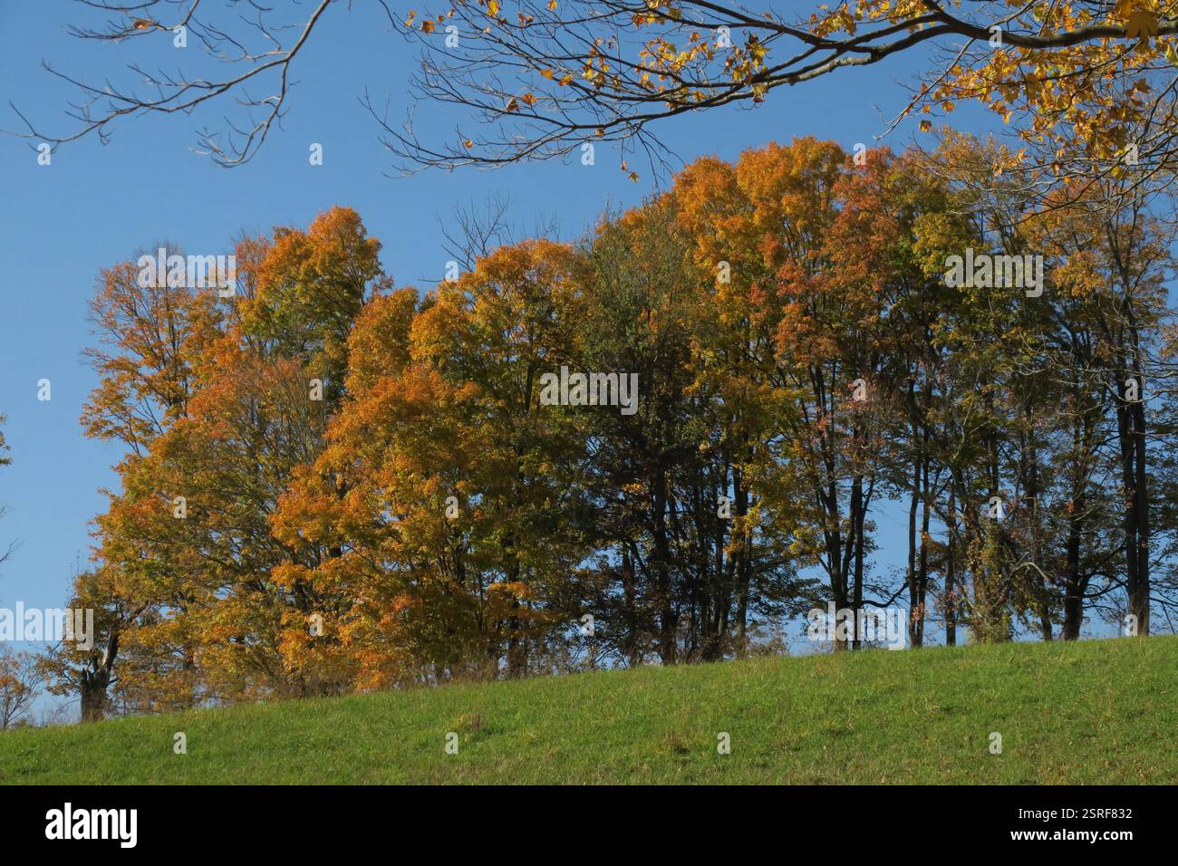 Autumn colors paint the maple tree against the blue sky Stock Photo - Alamy