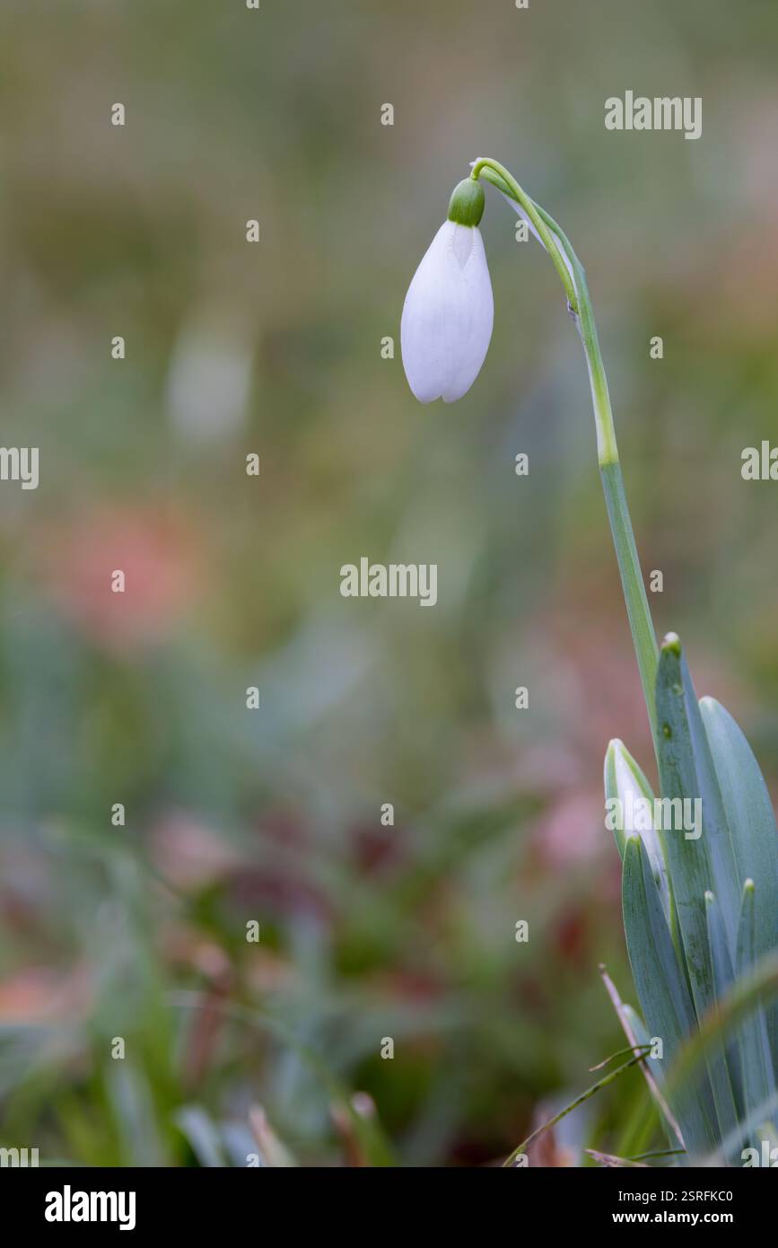 Single Snowdrop flower Stock Photo