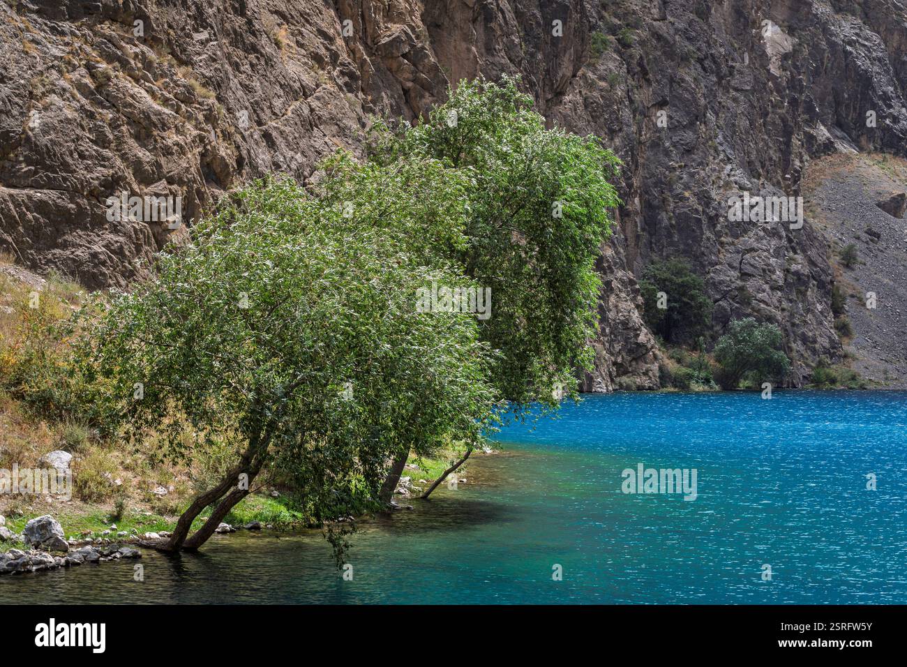 Colorful Summer Landscape View Of Willow Trees On Shore Of Nezhigon Or colorful-summer-landscape-view-of-willow-trees-on-shore-of-nezhigon-or