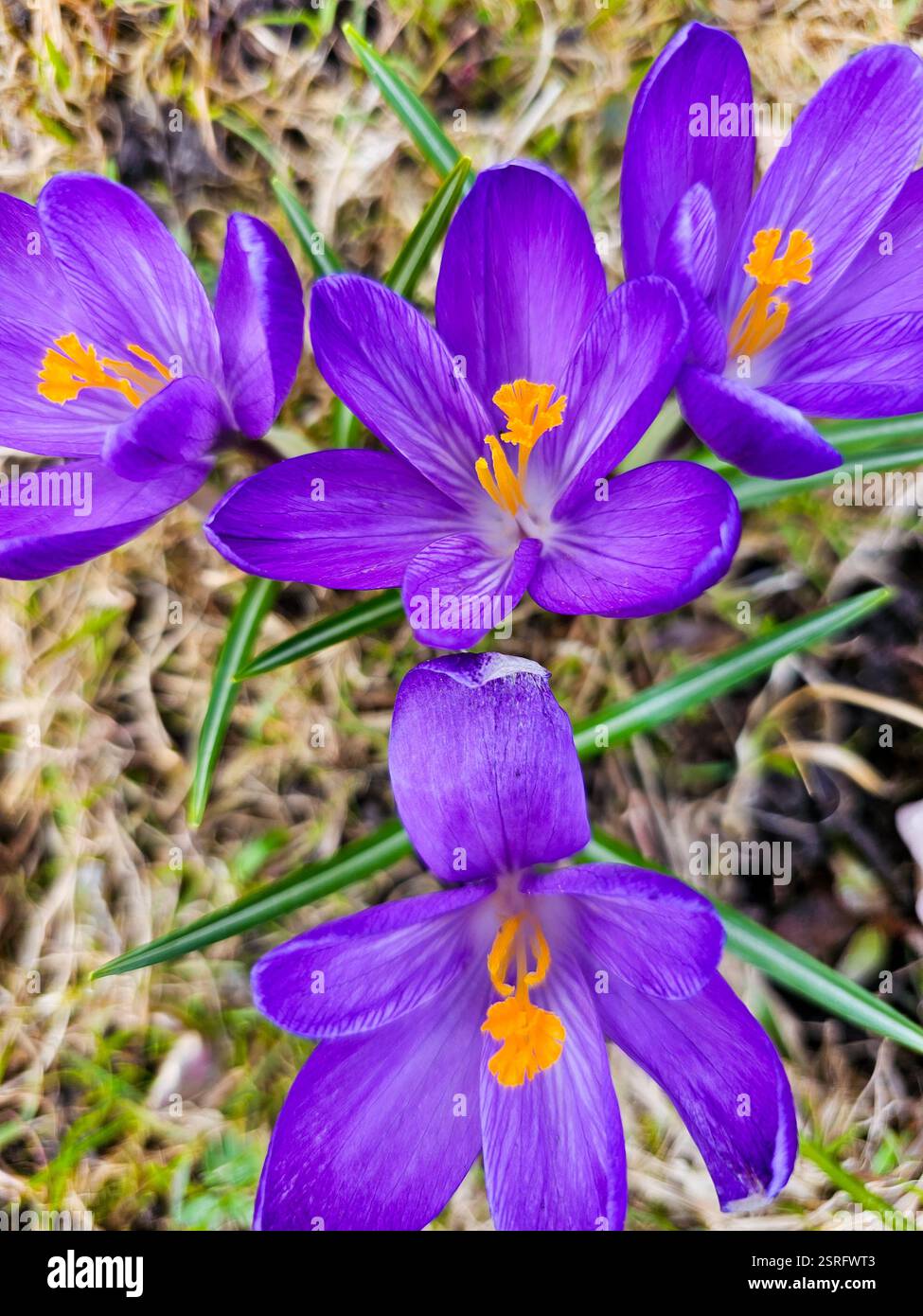 Purple crocus close up - Smartphone Captured Stock Image