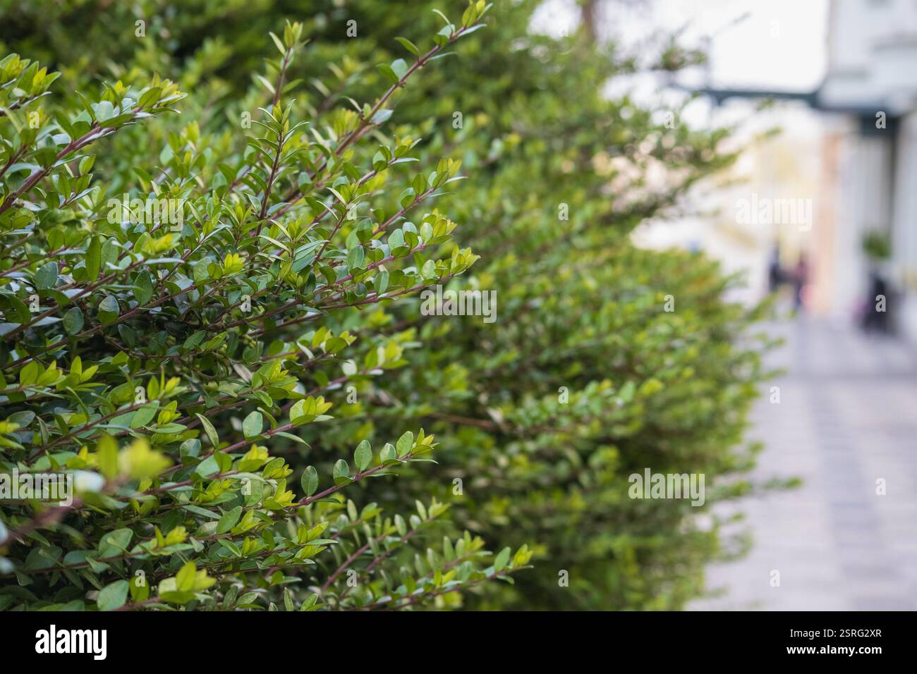 Glossy dark green leaves hi-res stock photography and images - Alamy