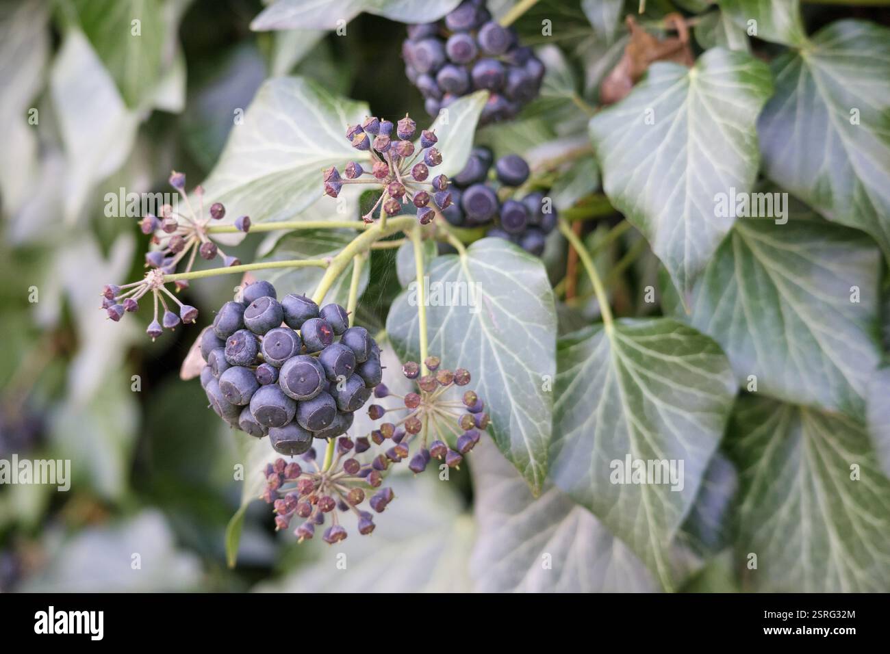 an-ivy-bush-with-dark-berries-stock-photo-alamy