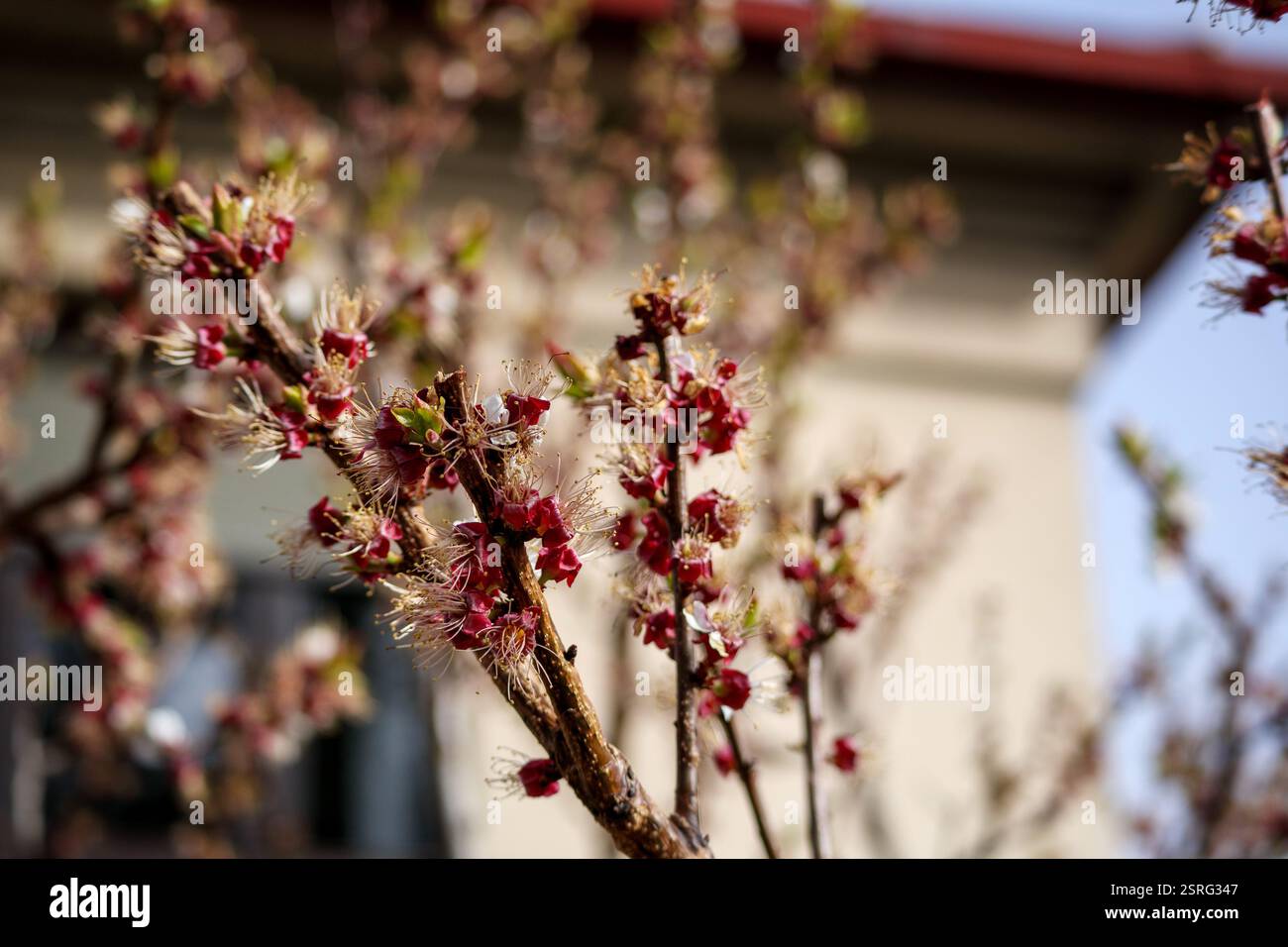 a tree with small pink flowers that bloom in spring. Stock Photo