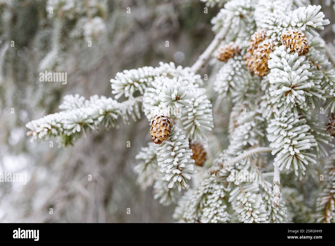 Cones on a coniferous branch with hoarfrost, Germany, Europe Stock Photo