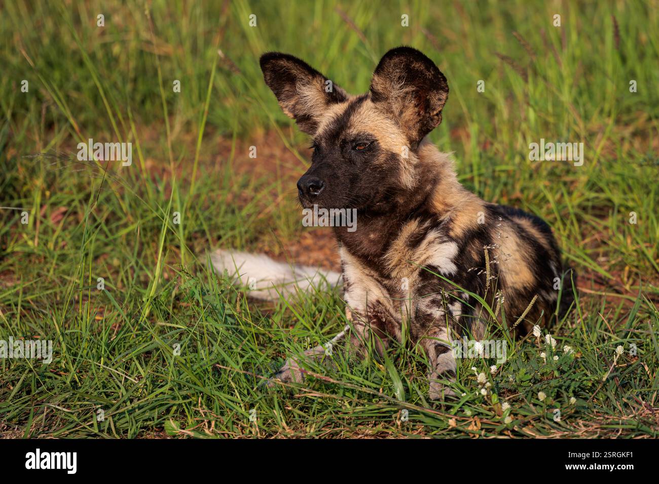 African wild dog in the grass Stock Photo - Alamy